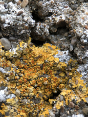 Variospora aurantia