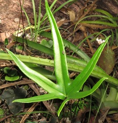 Lytoneuron ornithopus