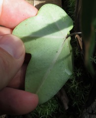 Lytoneuron ornithopus