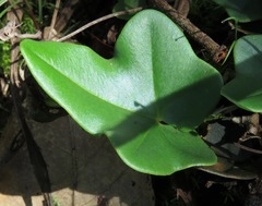 Lytoneuron ornithopus