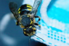 Anthidium