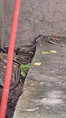 Salvadora lemniscata