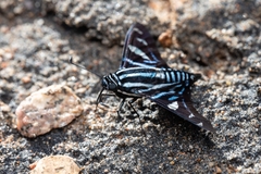 Jemadia fallax