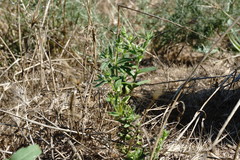 Anchusa arvensis orientalis