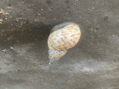 Phasianellidae