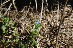 Anchusa arvensis orientalis