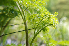 Chaerophyllum aureum