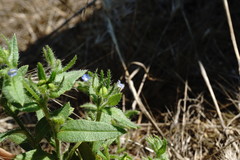 Anchusa arvensis orientalis