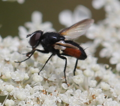 Leucostomatini