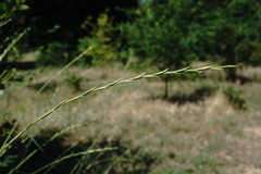 Thinopyrum elongatum