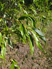 Salix acutifolia