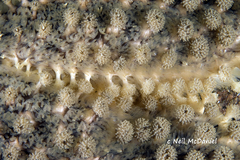 Stylasterias forreri