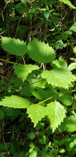 Image of Viburnum alabamense by (c) Stephan Eselgroth, some rights reserved (CC BY-SA)