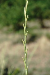 Thinopyrum elongatum