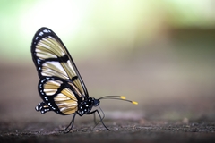 Methona confusa psamathe