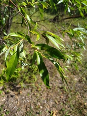 Salix acutifolia