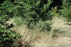 Thinopyrum elongatum