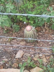 Melocactus zehntneri