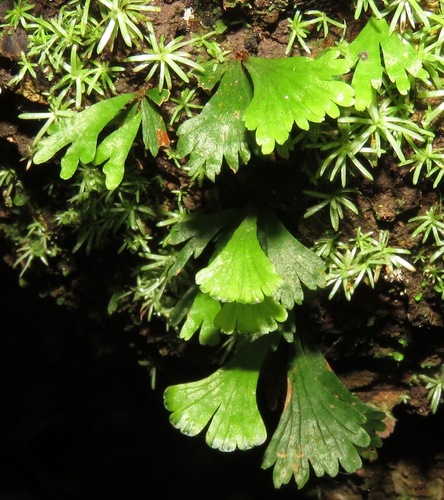 Hecistopteris