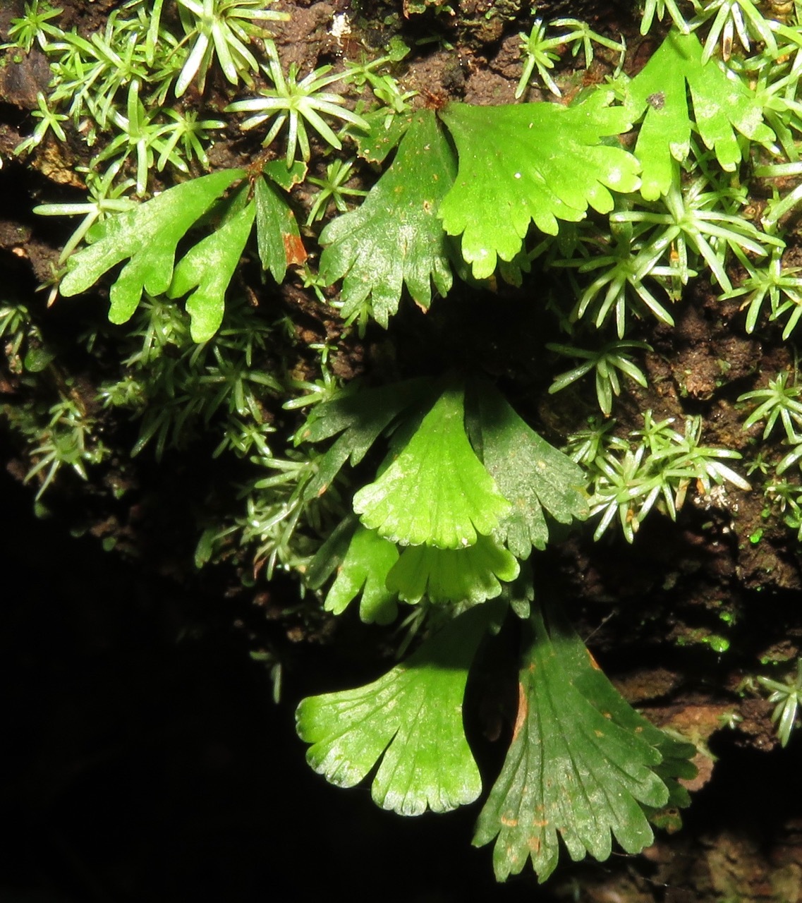 Hecistopteris