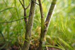 Chaerophyllum aureum