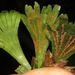 Moss Fern - Photo (c) Rich Hoyer, some rights reserved (CC BY-NC-SA), uploaded by Rich Hoyer