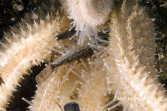 Stylasterias forreri