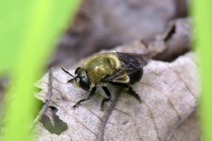 Microdon megalogaster