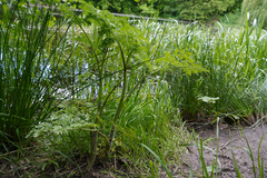 Chaerophyllum aureum