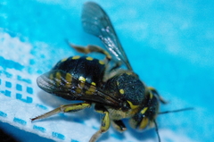 Anthidium