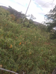 Croton heliotropiifolius