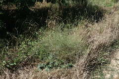 Limonium platyphyllum