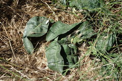Limonium platyphyllum