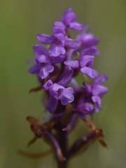 Gymnadenia borealis