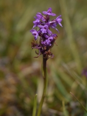 Gymnadenia borealis