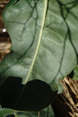 Limonium platyphyllum