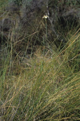 Image of White Uintjie (Moraea unguiculata) by (c) Tom Lloyd Evans, some rights reserved (CC BY-SA)