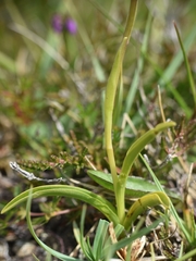 Gymnadenia borealis