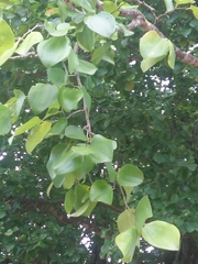 Sarcomphalus joazeiro