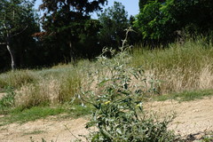 Atriplex aucheri