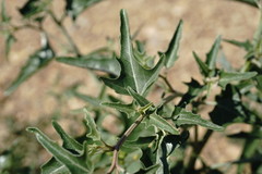 Atriplex aucheri