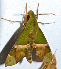 Angonyx testacea