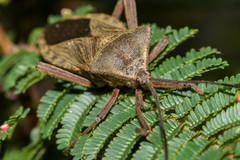 Pachylis heteropus