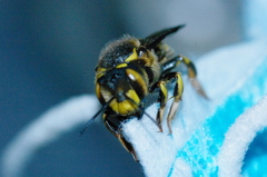 Anthidium