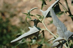 Atriplex aucheri
