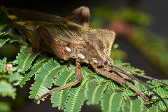 Pachylis heteropus