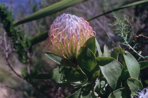 Image of Leucospermum gueinzii by (c) Tom Lloyd Evans, some rights reserved (CC BY-SA)