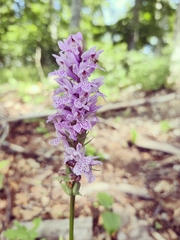 Dactylorhiza