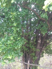 Sarcomphalus joazeiro