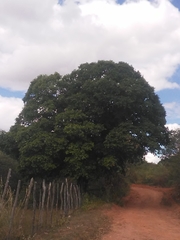 Sarcomphalus joazeiro